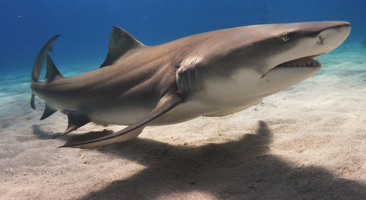 The Legend of Samebito the Japanese Shark-man