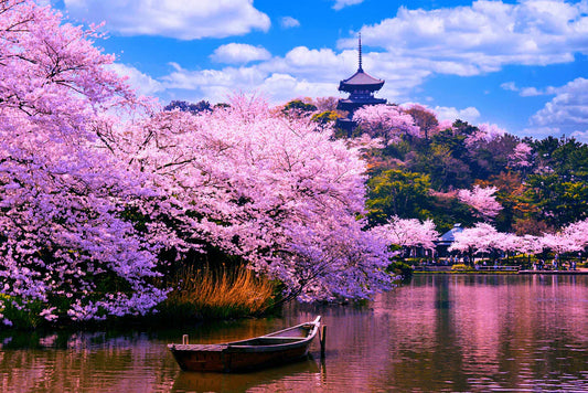 Sakura: The Soul of Japan in Bloom