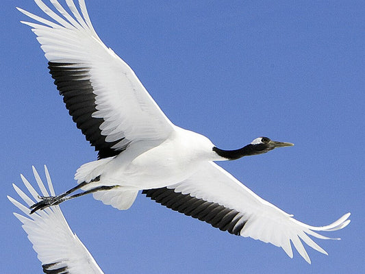 Japanese Cranes: Grace, Longevity, and the Enduring Symbolism of the Origami Crane