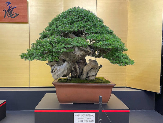The Art of Bonsai: Cultivating Trees and the Souls