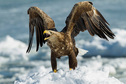 Amenohiwashi-no-Kami: The Sacred Eagle of Japanese Mythology