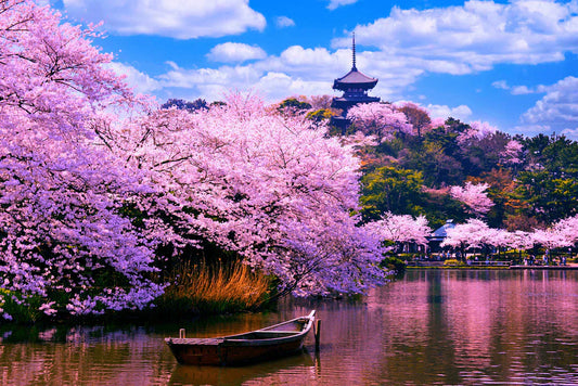 Sakura: The Soul of Japan in Bloom